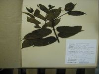 Herbarium sample